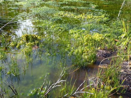 Preserving peat bogs in Switzerland – Drones For Earth